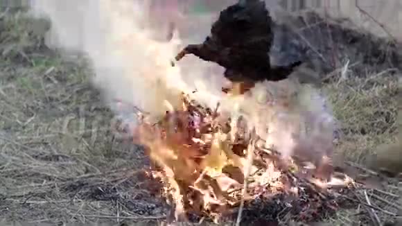 鸟在燃烧视频的预览图