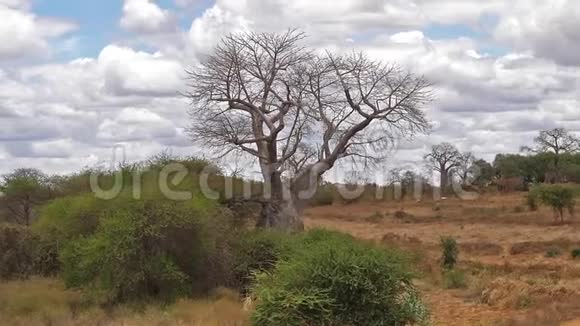 包巴去肯尼亚茨沃公园的路上的风景视频的预览图