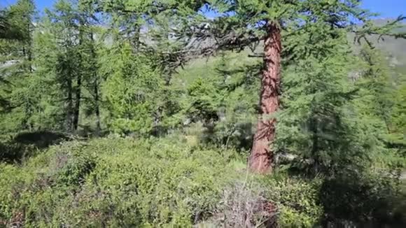 一个人在森林里躲避危险视频的预览图