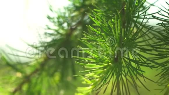 柔和的阳光透过松树的针叶照射空气宏观地接近慢动作架的焦点早晨的阳光照亮视频的预览图