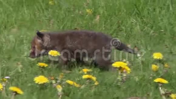 红狐秃鹫黄花在草甸散步法国诺曼底实时视频的预览图