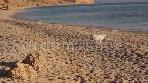日出时在海滩上奔跑玩水慢动作的快乐白狮牛犬的正面景色视频的预览图