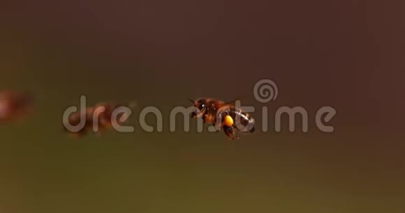 欧洲蜂蜜蜂意大利蜜蜂飞行中的蜜蜂带着花粉的球返回蜂巢慢动作视频的预览图