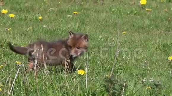 红狐秃鹫黄花在草甸散步法国诺曼底实时视频的预览图