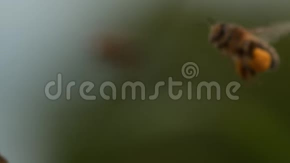 欧洲蜂蜜蜂意大利蜜蜂飞行中的蜜蜂带着花粉的球返回蜂巢慢动作视频的预览图