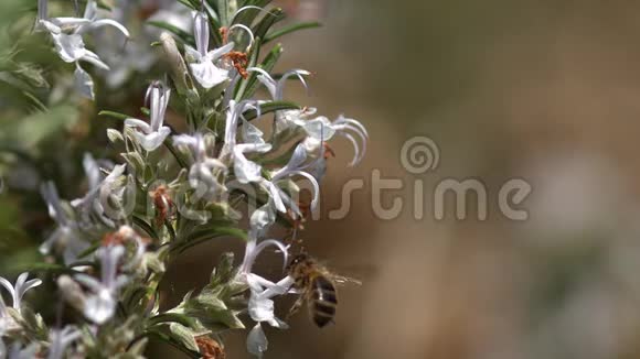 欧洲蜂蜜蜜蜂意大利蜜蜂飞行蜜蜂觅食玫瑰花波兰化法案诺曼底蜜蜂蜂巢慢动作视频的预览图