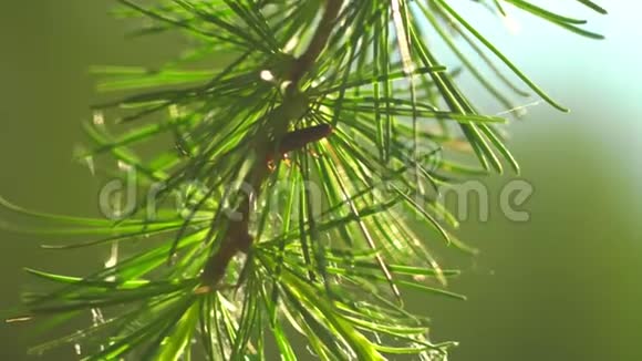 柔和的阳光透过松树的针叶照射空气宏观地接近慢动作架的焦点早晨的阳光照亮视频的预览图