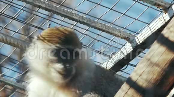 青猴被关在监狱里视频的预览图