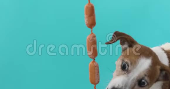 狗正试图吃香肠视频的预览图