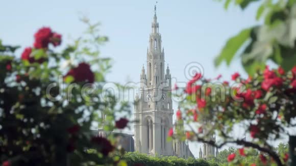 奥地利维也纳市政厅的哥特式风格塔楼通过玫瑰灌木观赏焦点正在移动视频的预览图