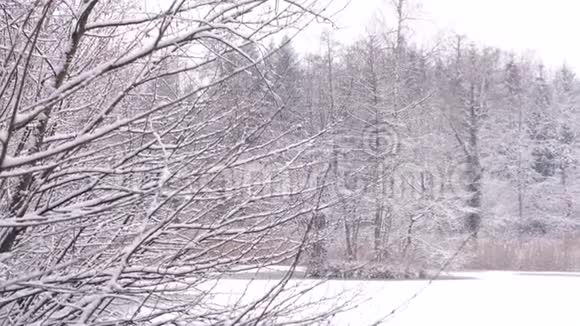 许多雪覆盖了松树和橡树视频的预览图
