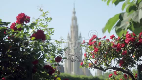 奥地利维也纳市政厅哥特式风格的塔楼通过城市公园的玫瑰灌木观赏视频的预览图