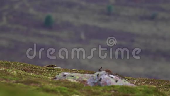 2山野兔莱普斯胆小7月在斜坡上奔跑和喂食凯恩斯NP苏格兰视频的预览图