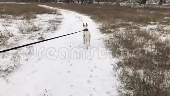 狗带着铅在白雪覆盖的土路上行走视频的预览图