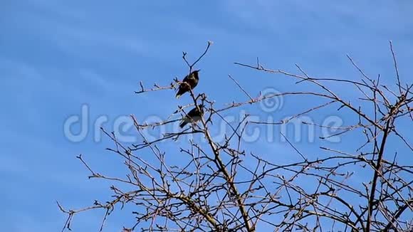 春天雏鸟飞到家乡的花园里坐在树上唱歌视频的预览图