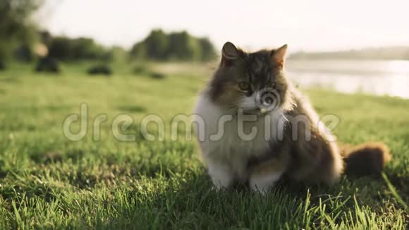 猫躺在草地上环顾河岸视频的预览图