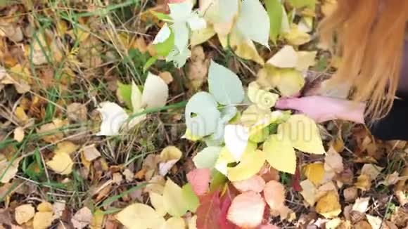 一个金发女郎在公园里收集秋天的树叶慢动作3840x2160视频的预览图