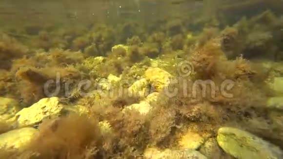海底海藻在黑海中的喷射视频的预览图