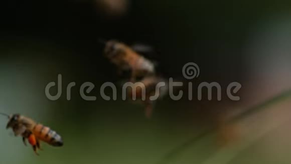 欧洲蜂蜜蜂意大利蜜蜂飞行中的蜜蜂带着花粉的球返回蜂巢慢动作视频的预览图