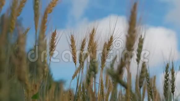 在蓝天的映衬下成熟的小麦小麦穗粒摇风夏收粮食成熟视频的预览图