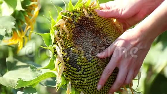 女人手抚摸着田野里一朵美丽的向日葵一个女农夫的手触碰到向日葵之前视频的预览图