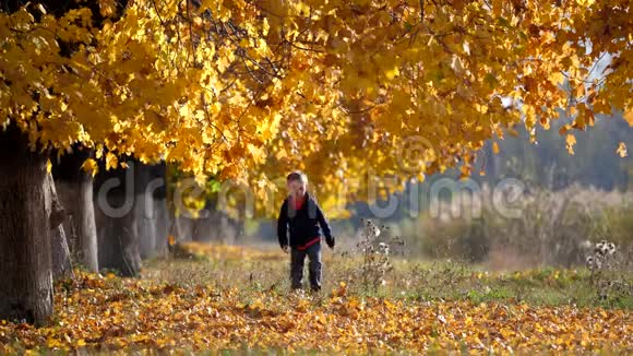 秋天黄树下的落叶中孩子缓慢地奔跑视频的预览图