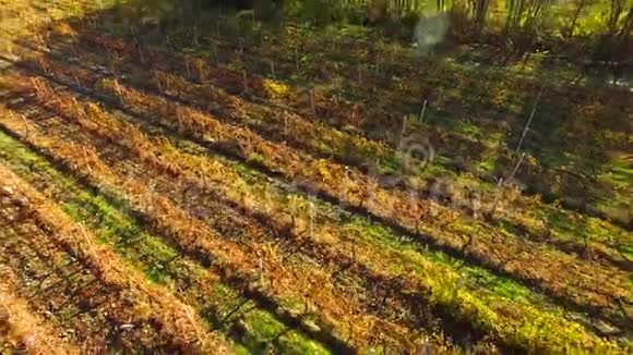 一个轻松阳光的秋天景观有田野葡萄园和山脉视频的预览图