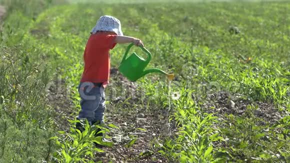 小男孩用水洒照顾绿色植物浇灌花朵视频的预览图