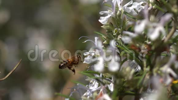 欧洲蜂蜜蜜蜂意大利蜜蜂飞行蜜蜂觅食玫瑰花波兰化法案诺曼底蜜蜂蜂巢慢动作视频的预览图