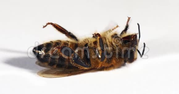 欧洲蜂蜜蜜蜂意大利蜜蜂白色背景下的黑蜂诺曼底实时4K视频的预览图