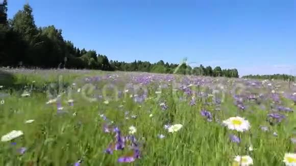 相机在一片美丽的开花草地上滑动夏日视频的预览图