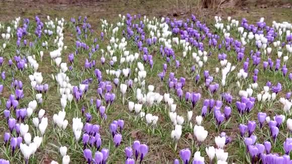 蓝白嫩嫩的春暖花开的草甸尽收眼底视频的预览图