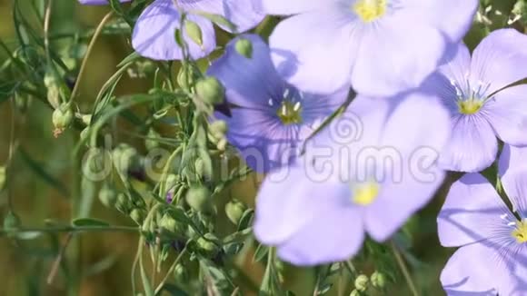蓝色的花种亚麻视频的预览图