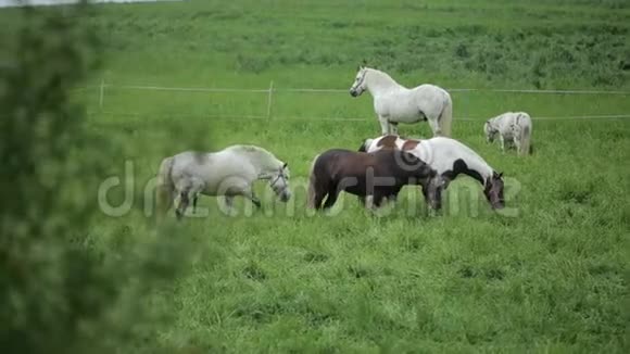美丽的马在绿色的田野里吃草视频的预览图