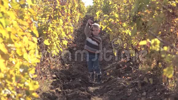 有趣的孩子在秋天的葡萄园里吃葡萄秋天温暖的阳光视频的预览图