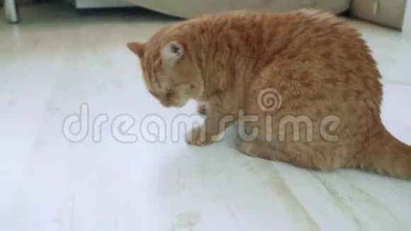 红猫坐在地板上舔自己相机在移动视频的预览图