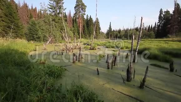荒野沼泽的景色安静的地方放松视频的预览图