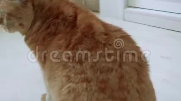 坐在地上的英国红猫围绕猫的摄像头视频的预览图