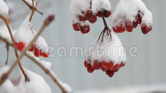 雪下的红浆果的枝条视频的预览图