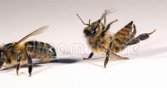 欧洲蜂蜜蜜蜂意大利蜜蜂白色背景下的黑蜂诺曼底实时4K视频的预览图