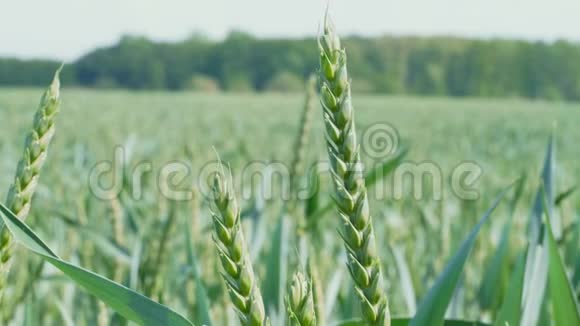 春日在田间种植绿色软小麦农业视频的预览图