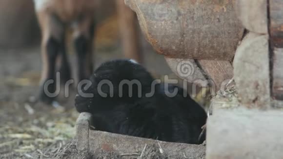 一只小黑羊羔躺在一个木盒子里视频的预览图