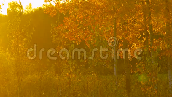 阳光下有小树黄桦的神奇草地视频的预览图