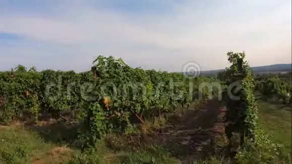 一串串成熟的白色葡萄干视频的预览图