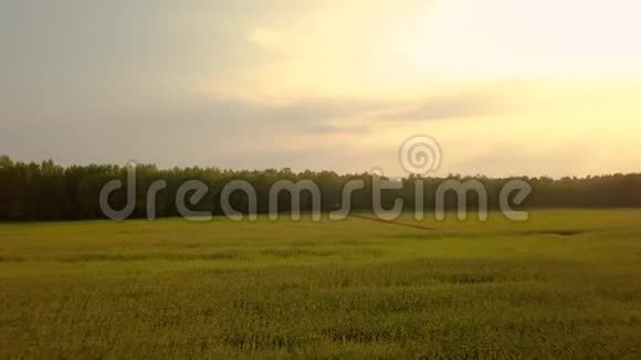 农业领域夏季日落无人机镜头视频的预览图