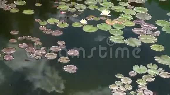 湖上的睡莲视频的预览图