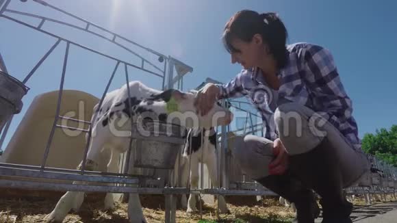 农场女孩在抚摸小牛视频的预览图