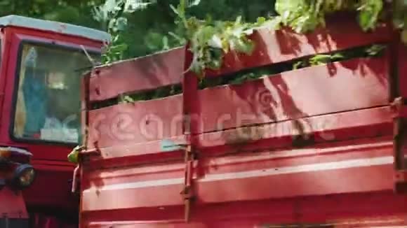 红色拖拉机在夏季公园运送绿树枝视频的预览图