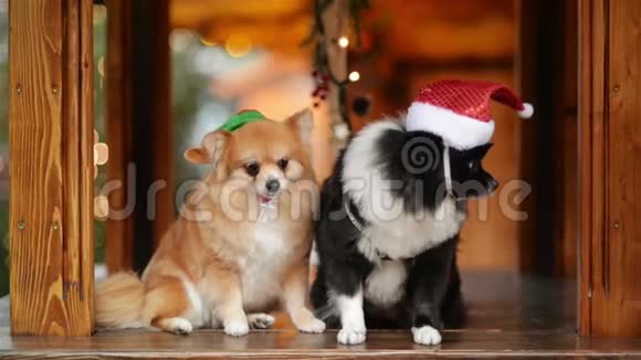 两只漂亮的狗在一起圣诞快乐新年快乐视频的预览图