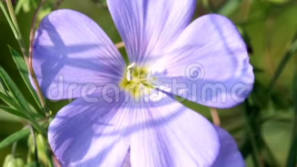 蓝色的花种亚麻视频的预览图